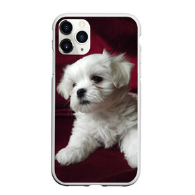 Чехол для iPhone 11 Pro Max матовый с принтом Мальтийская болонка в Белгороде, Силикон |  | животное | мальтийская болонка | порода | собака