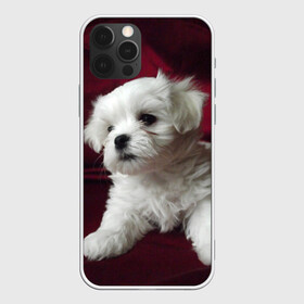 Чехол для iPhone 12 Pro с принтом Мальтийская болонка в Белгороде, силикон | область печати: задняя сторона чехла, без боковых панелей | животное | мальтийская болонка | порода | собака