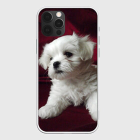 Чехол для iPhone 12 Pro Max с принтом Мальтийская болонка в Белгороде, Силикон |  | Тематика изображения на принте: животное | мальтийская болонка | порода | собака