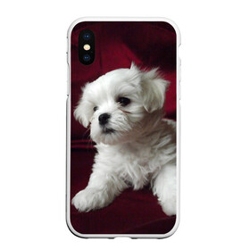 Чехол для iPhone XS Max матовый с принтом Мальтийская болонка в Белгороде, Силикон | Область печати: задняя сторона чехла, без боковых панелей | животное | мальтийская болонка | порода | собака