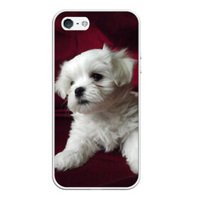 Чехол для iPhone 5/5S матовый с принтом Мальтийская болонка в Белгороде, Силикон | Область печати: задняя сторона чехла, без боковых панелей | животное | мальтийская болонка | порода | собака