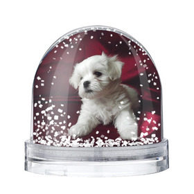 Снежный шар с принтом Мальтийская болонка в Белгороде, Пластик | Изображение внутри шара печатается на глянцевой фотобумаге с двух сторон | животное | мальтийская болонка | порода | собака