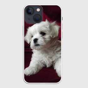 Чехол для iPhone 13 mini с принтом Мальтийская болонка в Белгороде,  |  | Тематика изображения на принте: животное | мальтийская болонка | порода | собака