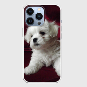 Чехол для iPhone 13 Pro с принтом Мальтийская болонка в Белгороде,  |  | Тематика изображения на принте: животное | мальтийская болонка | порода | собака