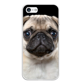 Чехол для iPhone 5/5S матовый с принтом Мопс в Белгороде, Силикон | Область печати: задняя сторона чехла, без боковых панелей | животное | мопс | порода | собака