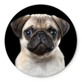 Коврик круглый с принтом Мопс в Белгороде, резина и полиэстер | круглая форма, изображение наносится на всю лицевую часть | животное | мопс | порода | собака
