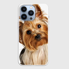Чехол для iPhone 13 Pro с принтом Йоркширский терьер в Белгороде,  |  | Тематика изображения на принте: животное | йоркширский терьер | порода | собака