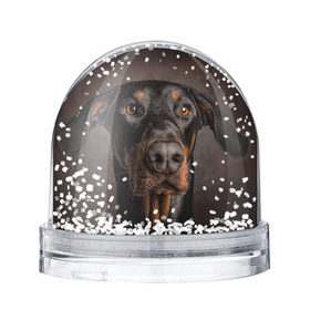 Снежный шар с принтом Доберман в Белгороде, Пластик | Изображение внутри шара печатается на глянцевой фотобумаге с двух сторон | доберман | животное | порода | собака