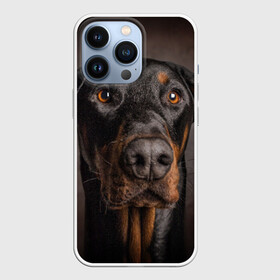 Чехол для iPhone 13 Pro с принтом Доберман в Белгороде,  |  | доберман | животное | порода | собака