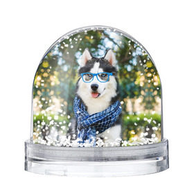 Снежный шар с принтом Хаски в Белгороде, Пластик | Изображение внутри шара печатается на глянцевой фотобумаге с двух сторон | животное | порода | собака | хаски