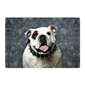 Магнитный плакат 3Х2 с принтом Английский бульдог в Белгороде, Полимерный материал с магнитным слоем | 6 деталей размером 9*9 см | Тематика изображения на принте: животное | порода | собака | французский бульдог