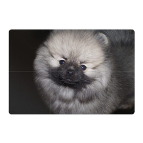 Магнитный плакат 3Х2 с принтом Кеесхонд в Белгороде, Полимерный материал с магнитным слоем | 6 деталей размером 9*9 см | Тематика изображения на принте: животное | кеесхонд | порода | собака