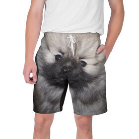 Мужские шорты 3D с принтом Кеесхонд в Белгороде,  полиэстер 100% | прямой крой, два кармана без застежек по бокам. Мягкая трикотажная резинка на поясе, внутри которой широкие завязки. Длина чуть выше колен | животное | кеесхонд | порода | собака