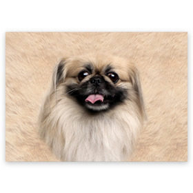 Поздравительная открытка с принтом Пекинес в Белгороде, 100% бумага | плотность бумаги 280 г/м2, матовая, на обратной стороне линовка и место для марки
 | Тематика изображения на принте: животное | пекинес | порода | собака