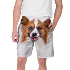 Мужские шорты 3D с принтом Папийон в Белгороде,  полиэстер 100% | прямой крой, два кармана без застежек по бокам. Мягкая трикотажная резинка на поясе, внутри которой широкие завязки. Длина чуть выше колен | Тематика изображения на принте: животное | папийон | порода | собака