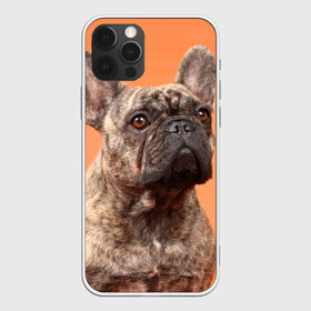 Чехол для iPhone 12 Pro Max с принтом Французский бульдог в Белгороде, Силикон |  | Тематика изображения на принте: животное | порода | собака | французский бульдог