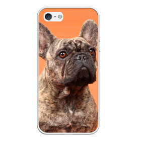 Чехол для iPhone 5/5S матовый с принтом Французский бульдог в Белгороде, Силикон | Область печати: задняя сторона чехла, без боковых панелей | животное | порода | собака | французский бульдог