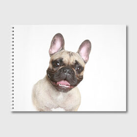 Альбом для рисования с принтом Французский бульдог в Белгороде, 100% бумага
 | матовая бумага, плотность 200 мг. | Тематика изображения на принте: животное | порода | собака | французский бульдог