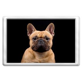 Магнит 45*70 с принтом Французский бульдог в Белгороде, Пластик | Размер: 78*52 мм; Размер печати: 70*45 | Тематика изображения на принте: животное | порода | собака | французский бульдог