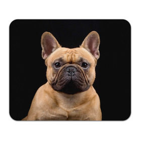 Коврик прямоугольный с принтом Французский бульдог в Белгороде, натуральный каучук | размер 230 х 185 мм; запечатка лицевой стороны | животное | порода | собака | французский бульдог