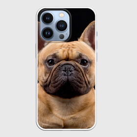 Чехол для iPhone 13 Pro с принтом Французский бульдог в Белгороде,  |  | Тематика изображения на принте: животное | порода | собака | французский бульдог