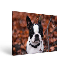 Холст прямоугольный с принтом Бостон Терьер в Белгороде, 100% ПВХ |  | Тематика изображения на принте: животное | порода | собака | французский бульдог