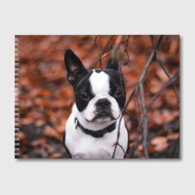 Альбом для рисования с принтом Бостон Терьер в Белгороде, 100% бумага
 | матовая бумага, плотность 200 мг. | Тематика изображения на принте: животное | порода | собака | французский бульдог