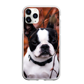 Чехол для iPhone 11 Pro матовый с принтом Бостон Терьер в Белгороде, Силикон |  | животное | порода | собака | французский бульдог