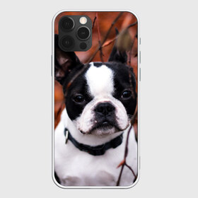 Чехол для iPhone 12 Pro Max с принтом Бостон Терьер в Белгороде, Силикон |  | Тематика изображения на принте: животное | порода | собака | французский бульдог