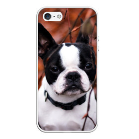 Чехол для iPhone 5/5S матовый с принтом Бостон Терьер в Белгороде, Силикон | Область печати: задняя сторона чехла, без боковых панелей | животное | порода | собака | французский бульдог