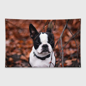 Флаг-баннер с принтом Бостон Терьер в Белгороде, 100% полиэстер | размер 67 х 109 см, плотность ткани — 95 г/м2; по краям флага есть четыре люверса для крепления | животное | порода | собака | французский бульдог