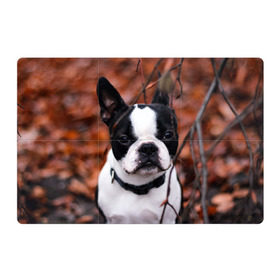 Магнитный плакат 3Х2 с принтом Бостон Терьер в Белгороде, Полимерный материал с магнитным слоем | 6 деталей размером 9*9 см | животное | порода | собака | французский бульдог