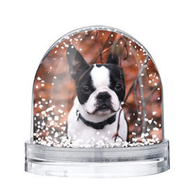 Снежный шар с принтом Бостон Терьер в Белгороде, Пластик | Изображение внутри шара печатается на глянцевой фотобумаге с двух сторон | животное | порода | собака | французский бульдог