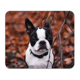 Коврик прямоугольный с принтом Бостон Терьер в Белгороде, натуральный каучук | размер 230 х 185 мм; запечатка лицевой стороны | Тематика изображения на принте: животное | порода | собака | французский бульдог