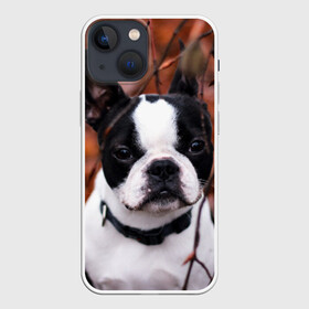 Чехол для iPhone 13 mini с принтом Бостон Терьер в Белгороде,  |  | животное | порода | собака | французский бульдог
