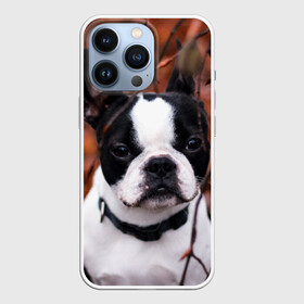 Чехол для iPhone 13 Pro с принтом Бостон Терьер в Белгороде,  |  | Тематика изображения на принте: животное | порода | собака | французский бульдог