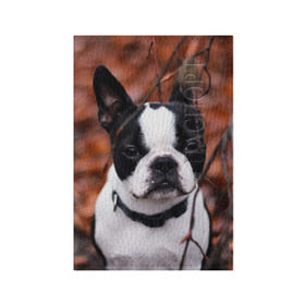 Обложка для паспорта матовая кожа с принтом Бостон Терьер в Белгороде, натуральная матовая кожа | размер 19,3 х 13,7 см; прозрачные пластиковые крепления | животное | порода | собака | французский бульдог