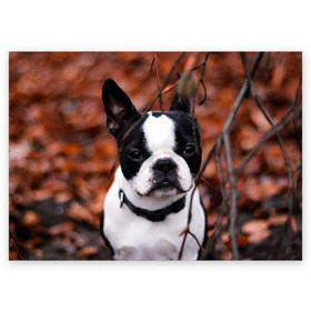 Поздравительная открытка с принтом Бостон Терьер в Белгороде, 100% бумага | плотность бумаги 280 г/м2, матовая, на обратной стороне линовка и место для марки
 | Тематика изображения на принте: животное | порода | собака | французский бульдог