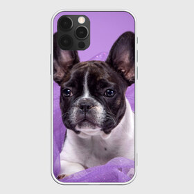 Чехол для iPhone 12 Pro Max с принтом Французский бульдог в Белгороде, Силикон |  | Тематика изображения на принте: животное | порода | собака | французский бульдог