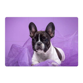 Магнитный плакат 3Х2 с принтом Французский бульдог в Белгороде, Полимерный материал с магнитным слоем | 6 деталей размером 9*9 см | Тематика изображения на принте: животное | порода | собака | французский бульдог