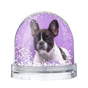 Снежный шар с принтом Французский бульдог в Белгороде, Пластик | Изображение внутри шара печатается на глянцевой фотобумаге с двух сторон | животное | порода | собака | французский бульдог