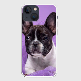 Чехол для iPhone 13 mini с принтом Французский бульдог в Белгороде,  |  | животное | порода | собака | французский бульдог