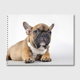 Альбом для рисования с принтом Французский бульдог в Белгороде, 100% бумага
 | матовая бумага, плотность 200 мг. | животное | порода | собака | французский бульдог