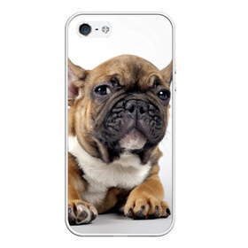 Чехол для iPhone 5/5S матовый с принтом Французский бульдог в Белгороде, Силикон | Область печати: задняя сторона чехла, без боковых панелей | животное | порода | собака | французский бульдог