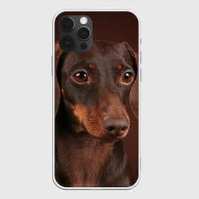 Чехол для iPhone 12 Pro Max с принтом Такса в Белгороде, Силикон |  | Тематика изображения на принте: животное | порода | собака | такса