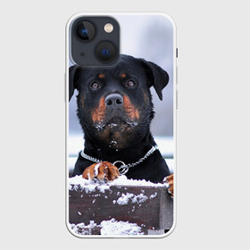 Чехол для iPhone 13 mini с принтом Ротвейлер в Белгороде,  |  | животное | порода | ротвейлер | собака