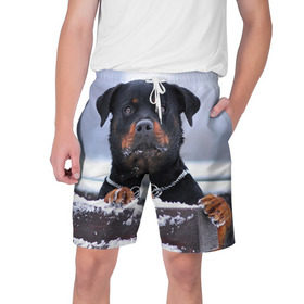 Мужские шорты 3D с принтом Ротвейлер в Белгороде,  полиэстер 100% | прямой крой, два кармана без застежек по бокам. Мягкая трикотажная резинка на поясе, внутри которой широкие завязки. Длина чуть выше колен | животное | порода | ротвейлер | собака