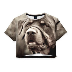 Женская футболка 3D укороченная с принтом Ротвейлер в Белгороде, 100% полиэстер | круглая горловина, длина футболки до линии талии, рукава с отворотами | животное | порода | ротвейлер | собака