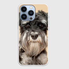 Чехол для iPhone 13 Pro с принтом Цвергшнауцер в Белгороде,  |  | Тематика изображения на принте: животное | порода | собака | цвергшнауцер