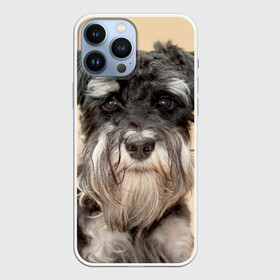 Чехол для iPhone 13 Pro Max с принтом Цвергшнауцер в Белгороде,  |  | животное | порода | собака | цвергшнауцер